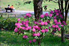 「夢の島公園にシャクナゲの花が」