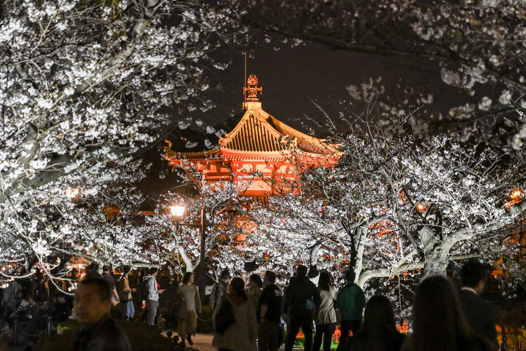 「夜桜花見」-3