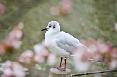 ［９１］「鳥達も春爛漫」