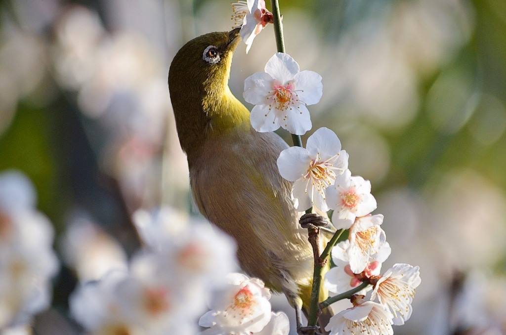 「蜜を吸う」