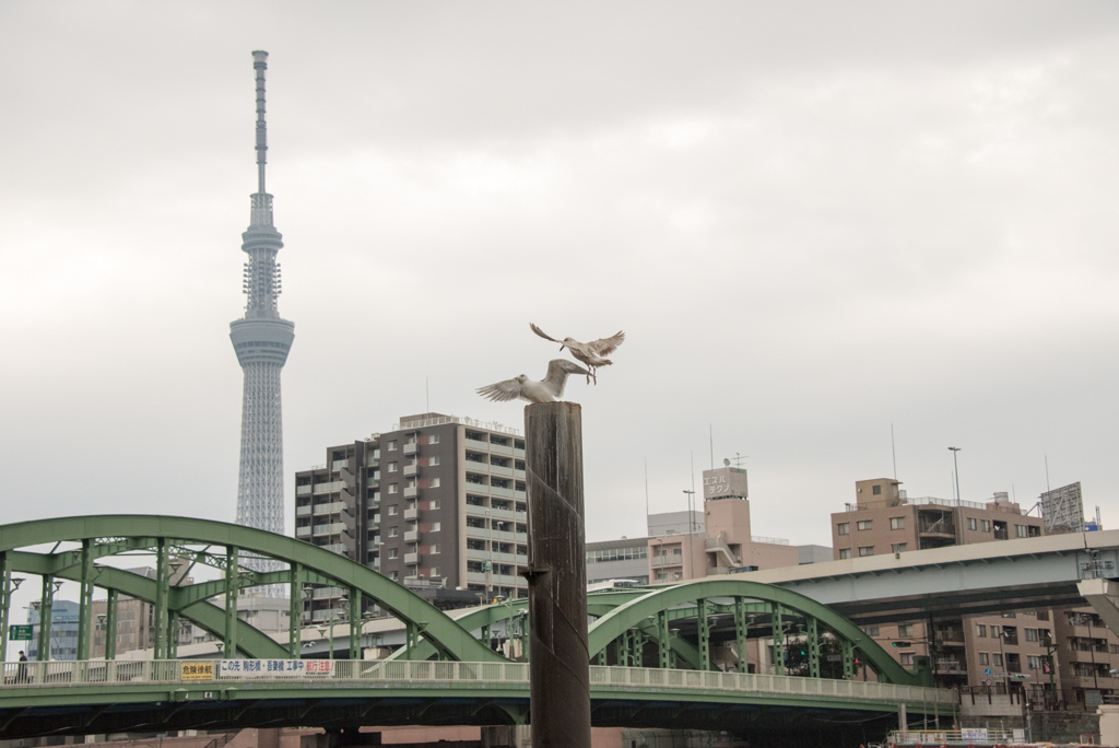 ［６５］「春を待つ隅田川」150315