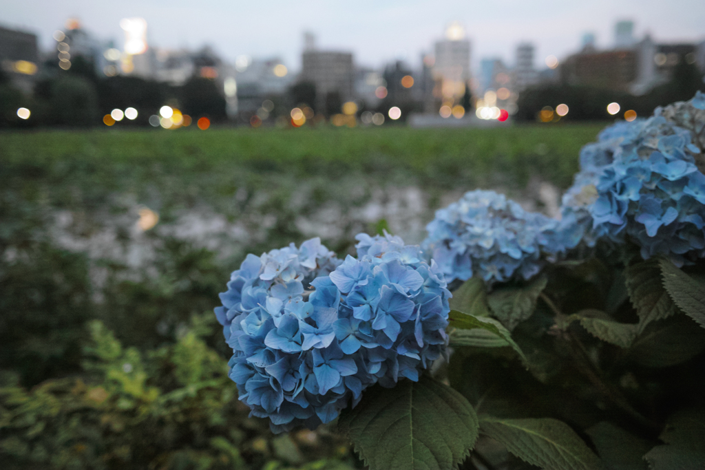 「紫陽花と街の灯り」300515