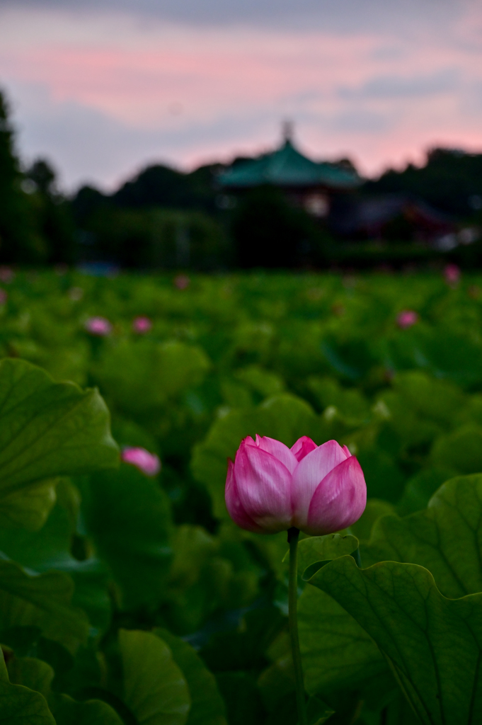 「日の出時の不忍池」