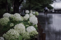 「雨の日の白い紫陽花」260615