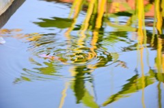 ［１６］「波紋」（夢の島熱帯植物館）