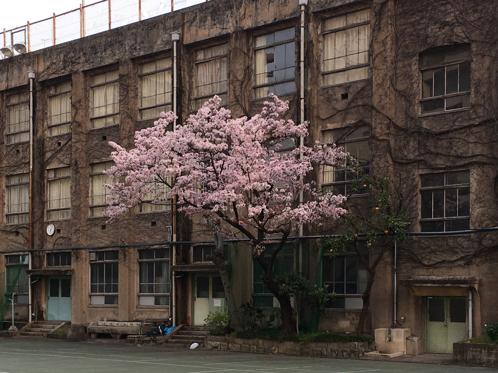 ［８０］「廃校の桜」IMG_0859