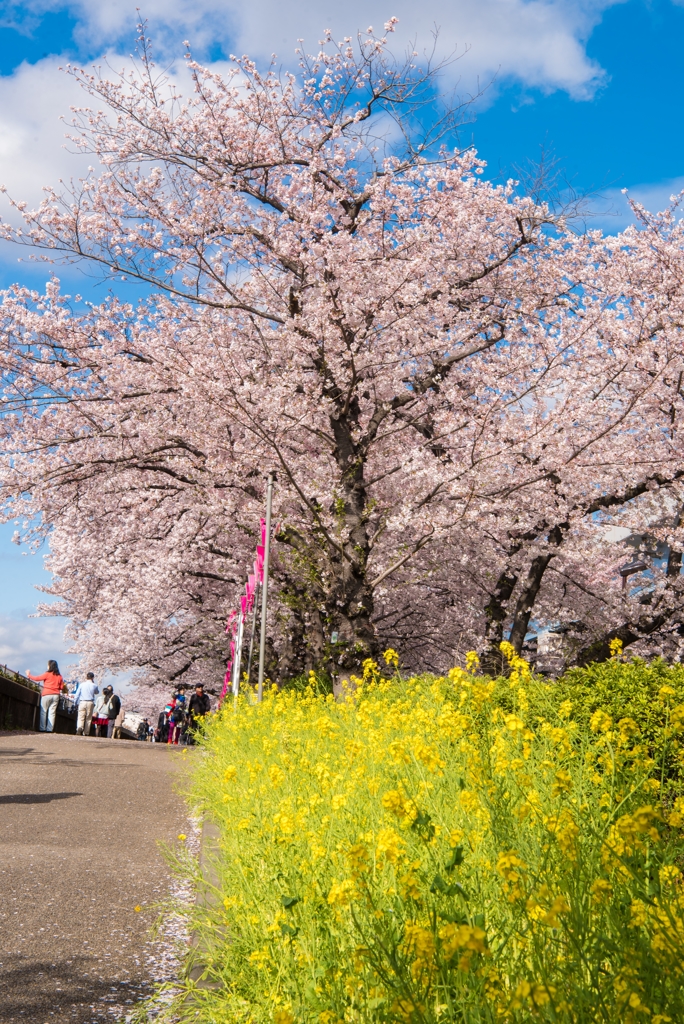 ［８６］「春爛漫」DSC_6501