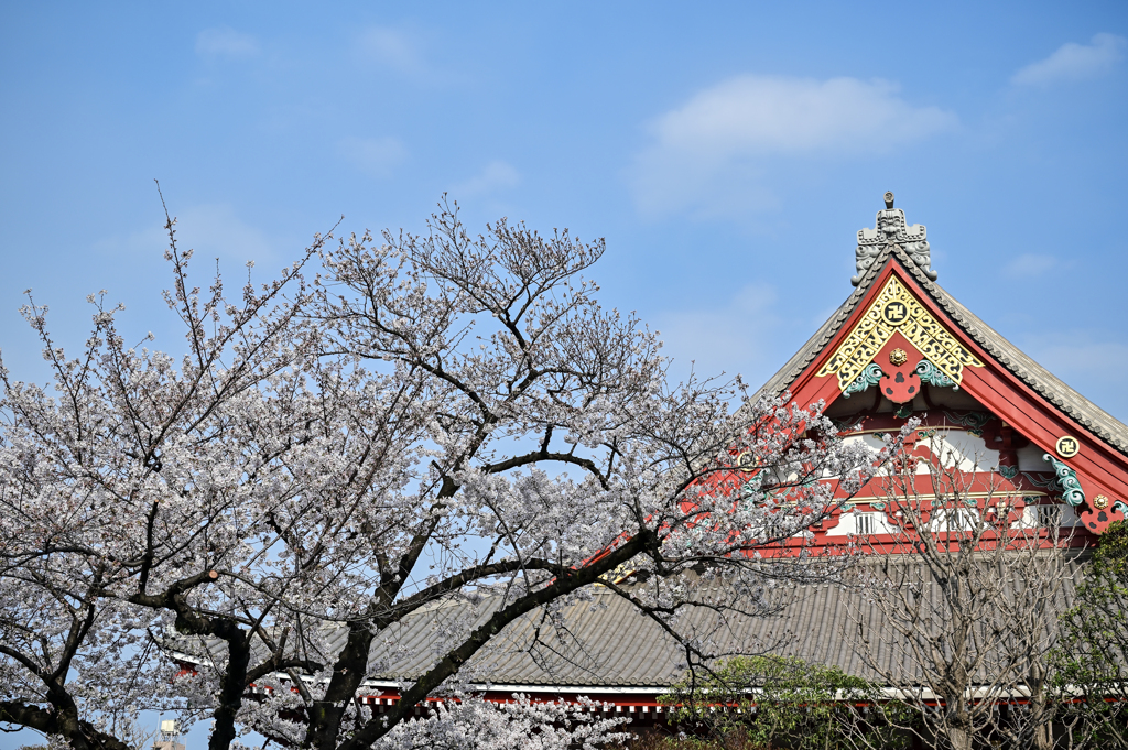 「桜満開　春到来」（その５）