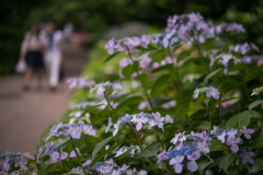 「紫陽花の花咲く頃」N510