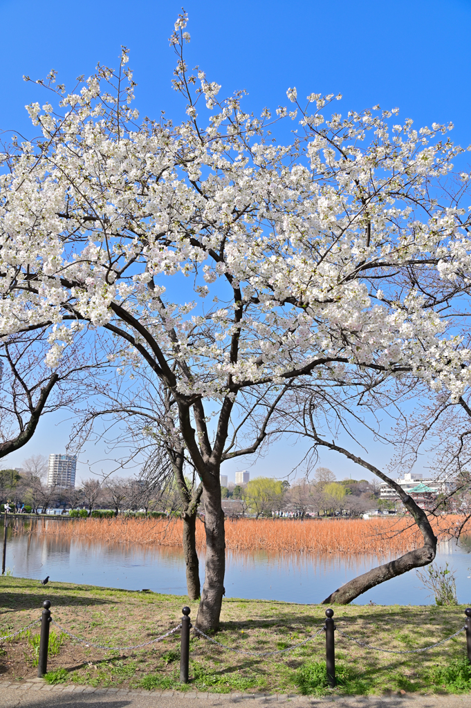 「不忍池池畔に咲く桜」