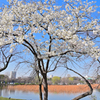 「不忍池池畔に咲く桜」