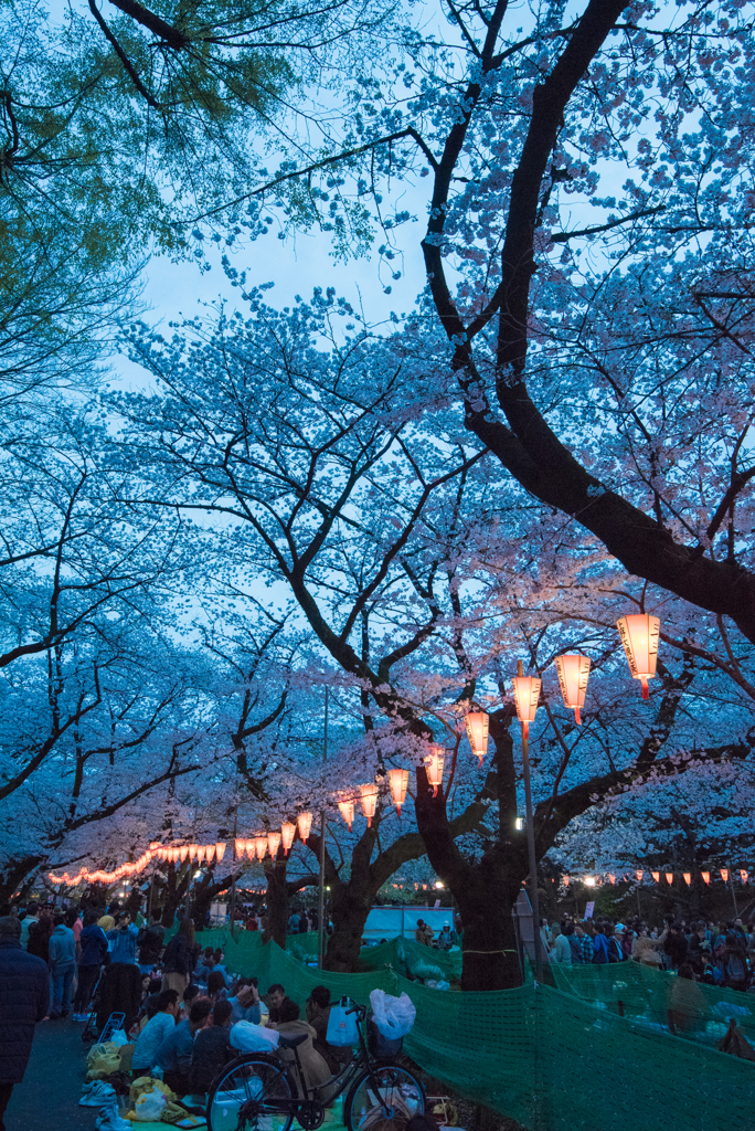 ［７３］「夜桜」
