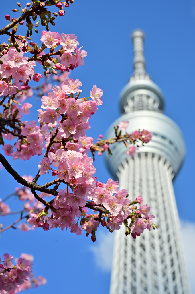 「河津桜・東京スカイツリー」