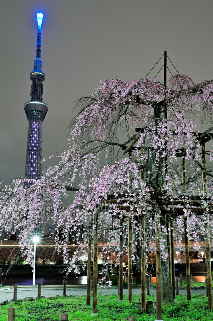 「枝垂桜と東京スカイツリー」