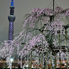 「枝垂桜と東京スカイツリー」