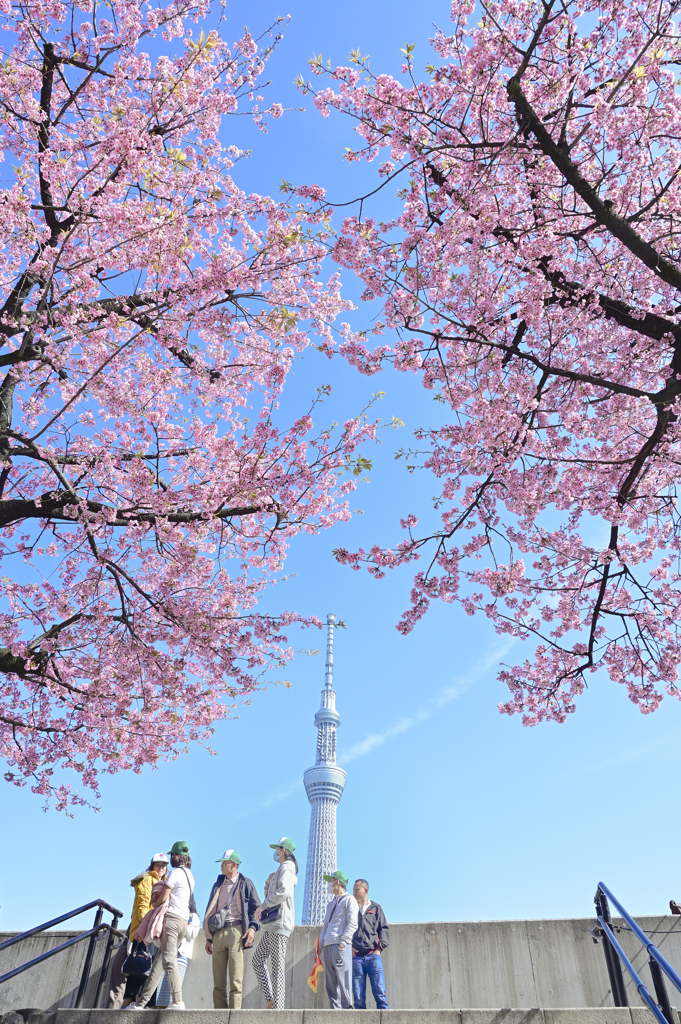 「大寒桜満開」