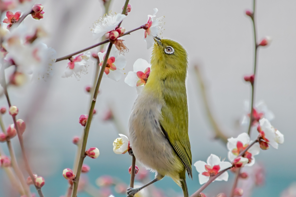 「梅とメジロ」