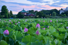 「不忍池の夜明け」１