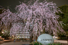 「上野恩賜公園の入り口に咲く枝垂れ桜」