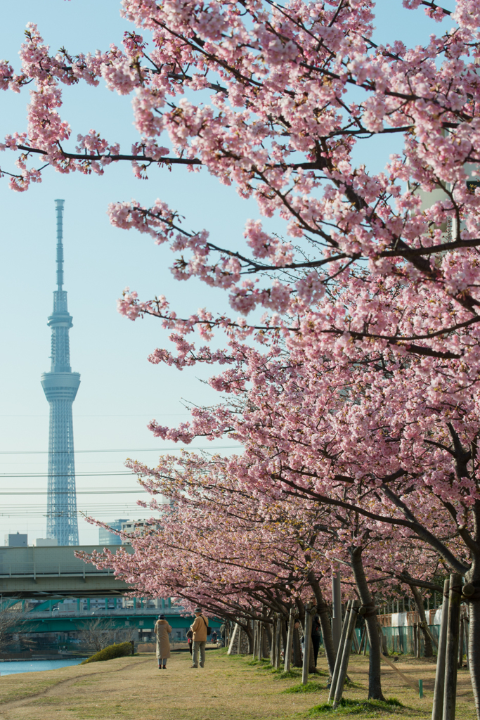 ［５９］「河津桜、ほぼ満開」