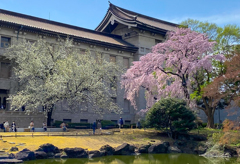 「東京国立博物館の桜満開」