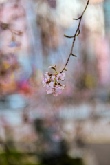 「枝垂桜の彩」