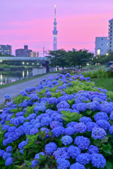  「紫陽花・旧中川」