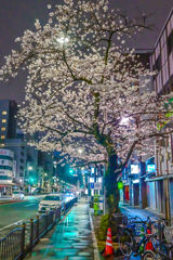 「浅草通りの一本桜」