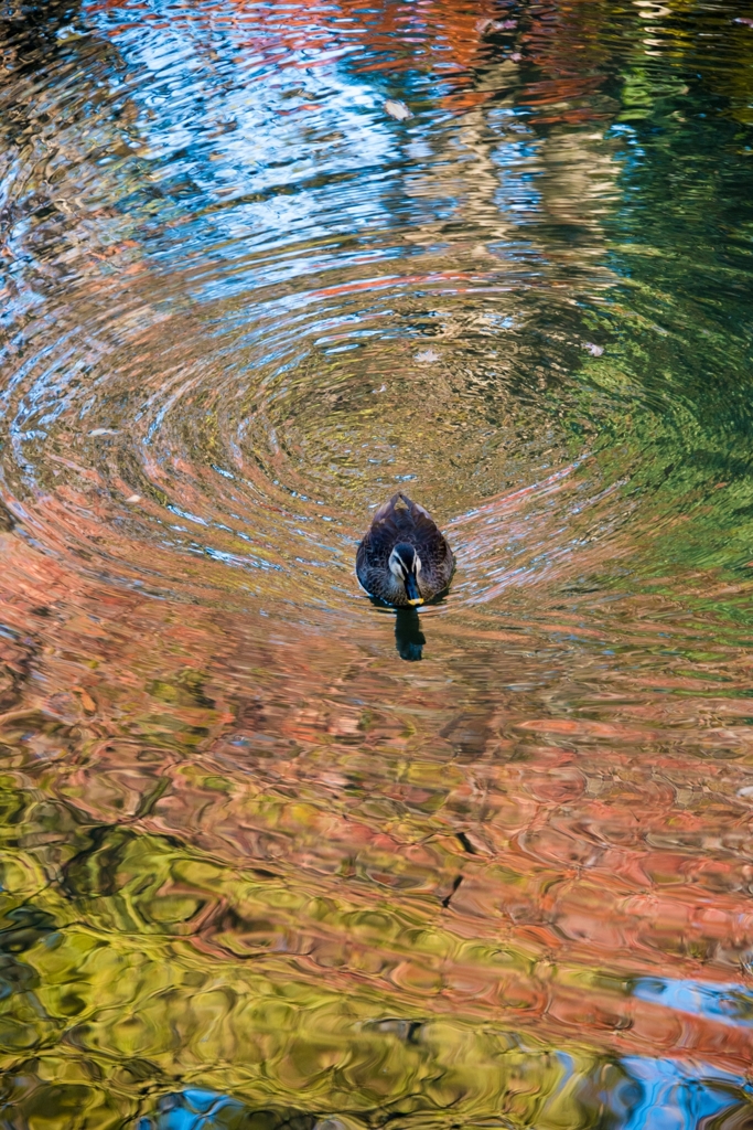 ［５３］「水面の秋」DSC_2883 N548
