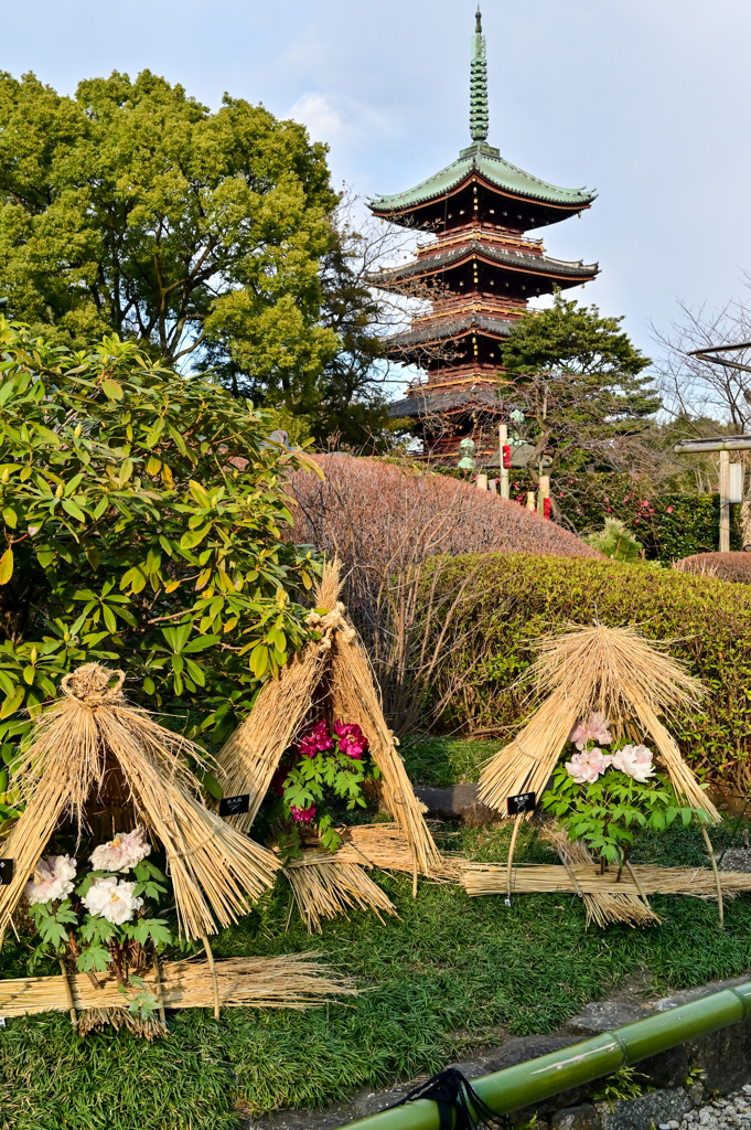 「上野東照宮ぼたん苑」