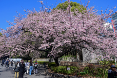 「上野公園・大寒桜」