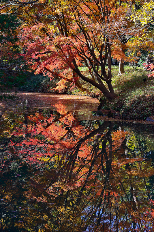 ［１８］「六義園の秋」
