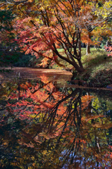 ［１８］「六義園の秋」