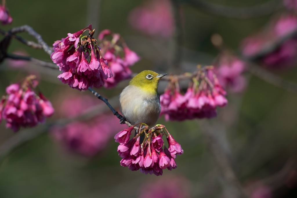 「寒緋桜にメジロ」