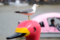 「ユリカモメ」