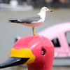 「ユリカモメ」