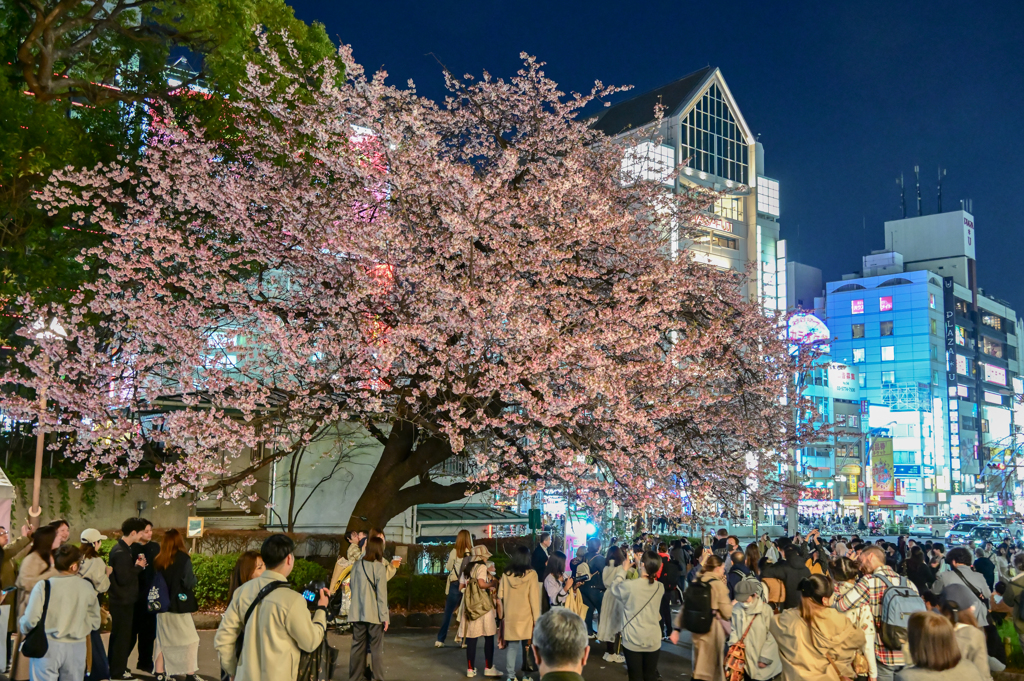 「うえの桜フェスタ2025」