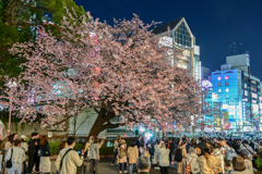 「うえの桜フェスタ2025」