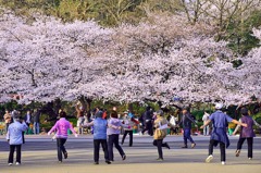 「桜満開」