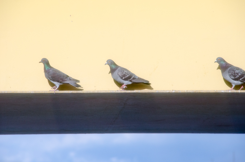 ［３２］｢橋に止まる鳩」
