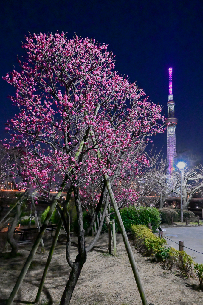 「紅梅とライトアップされた東京スカイツリー」