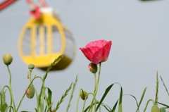 ［３］「観覧車のある公園」_01