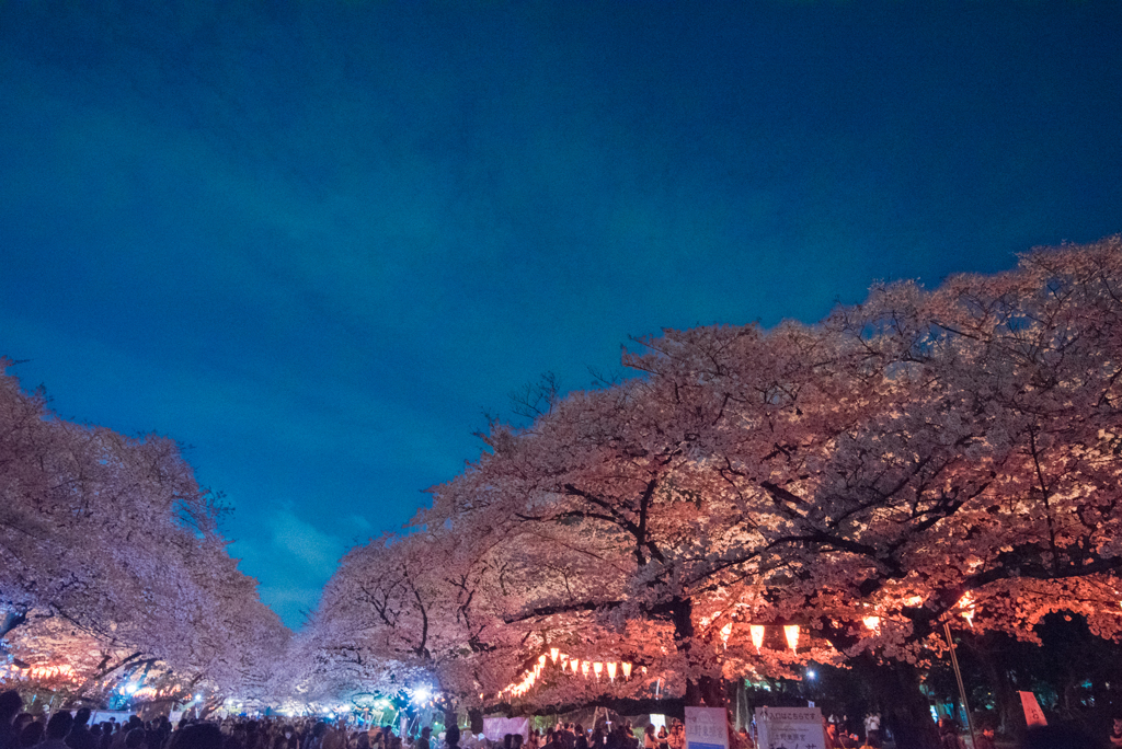 ［７６］「夜桜」