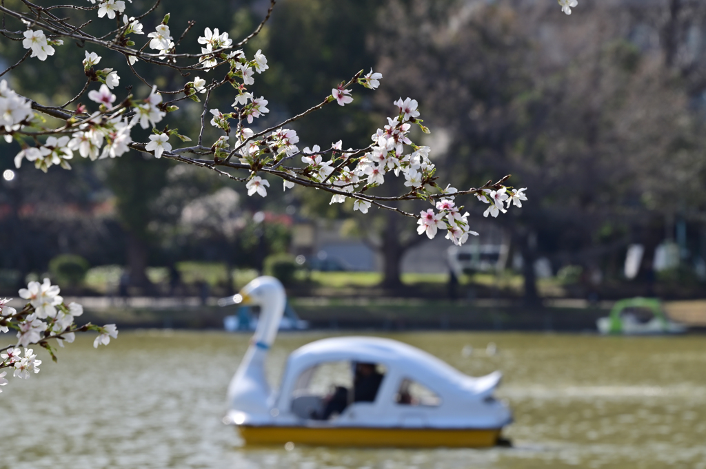 「不忍池池畔に咲く桜」