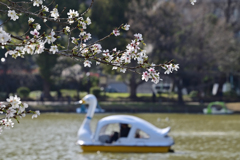 「不忍池池畔に咲く桜」