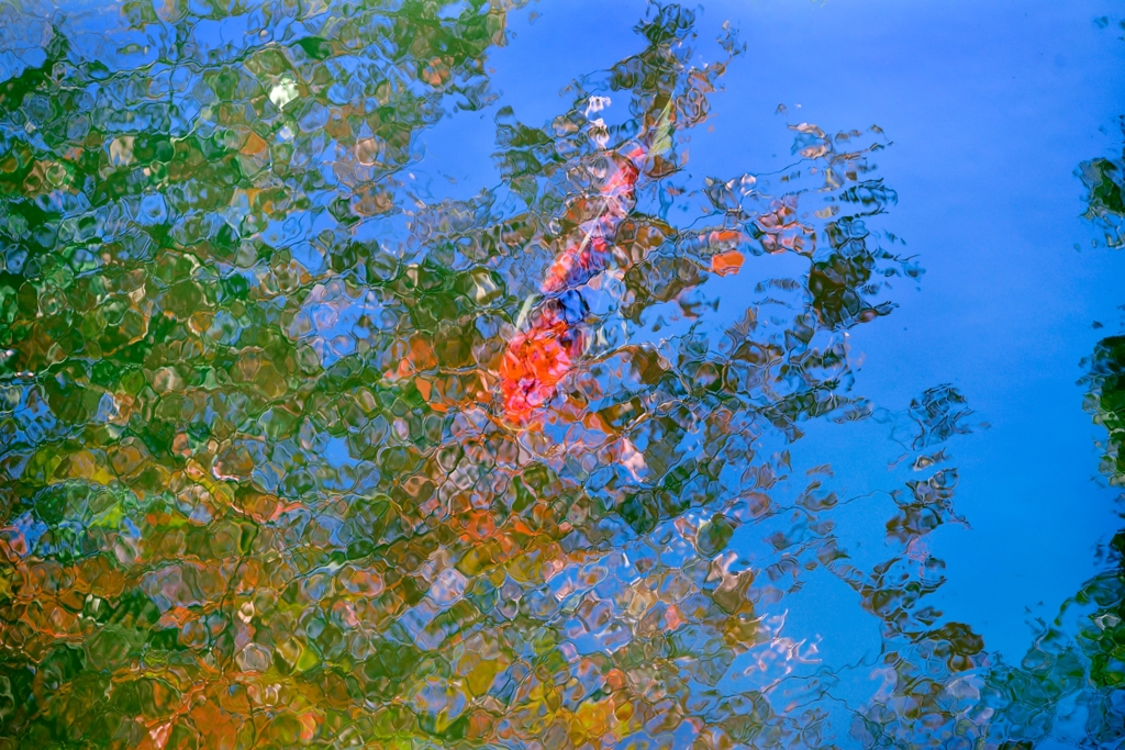 ［５６］「水面の鯉」