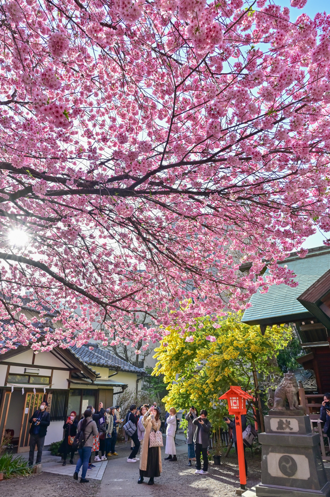 「蔵前神社のミモザと早咲きの桜」