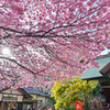 「蔵前神社のミモザと早咲きの桜」