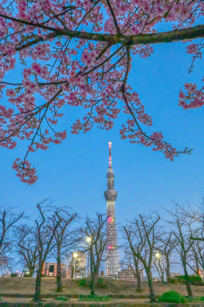 「隅田公園の河津桜」