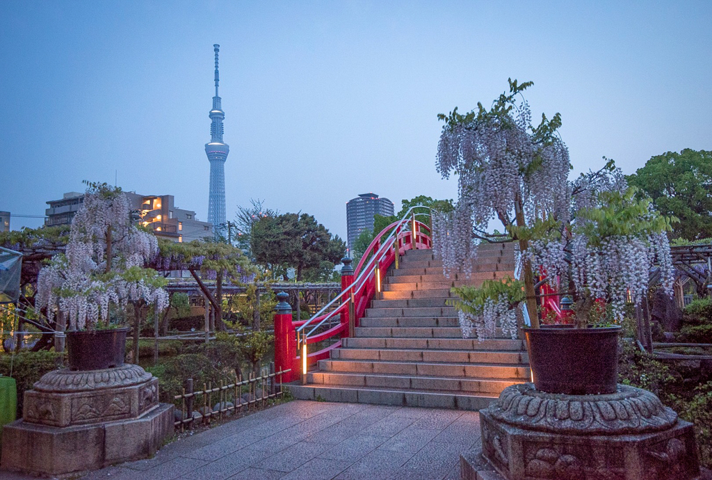 ［９８］「早朝の亀戸天神社」250415